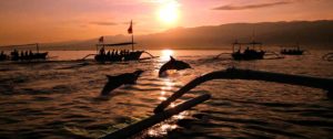 bligojinkbali-Delfine beobachten/ausflug